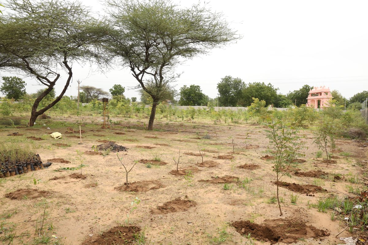 The reclaimed Dantali site with native saplings planted across the ground