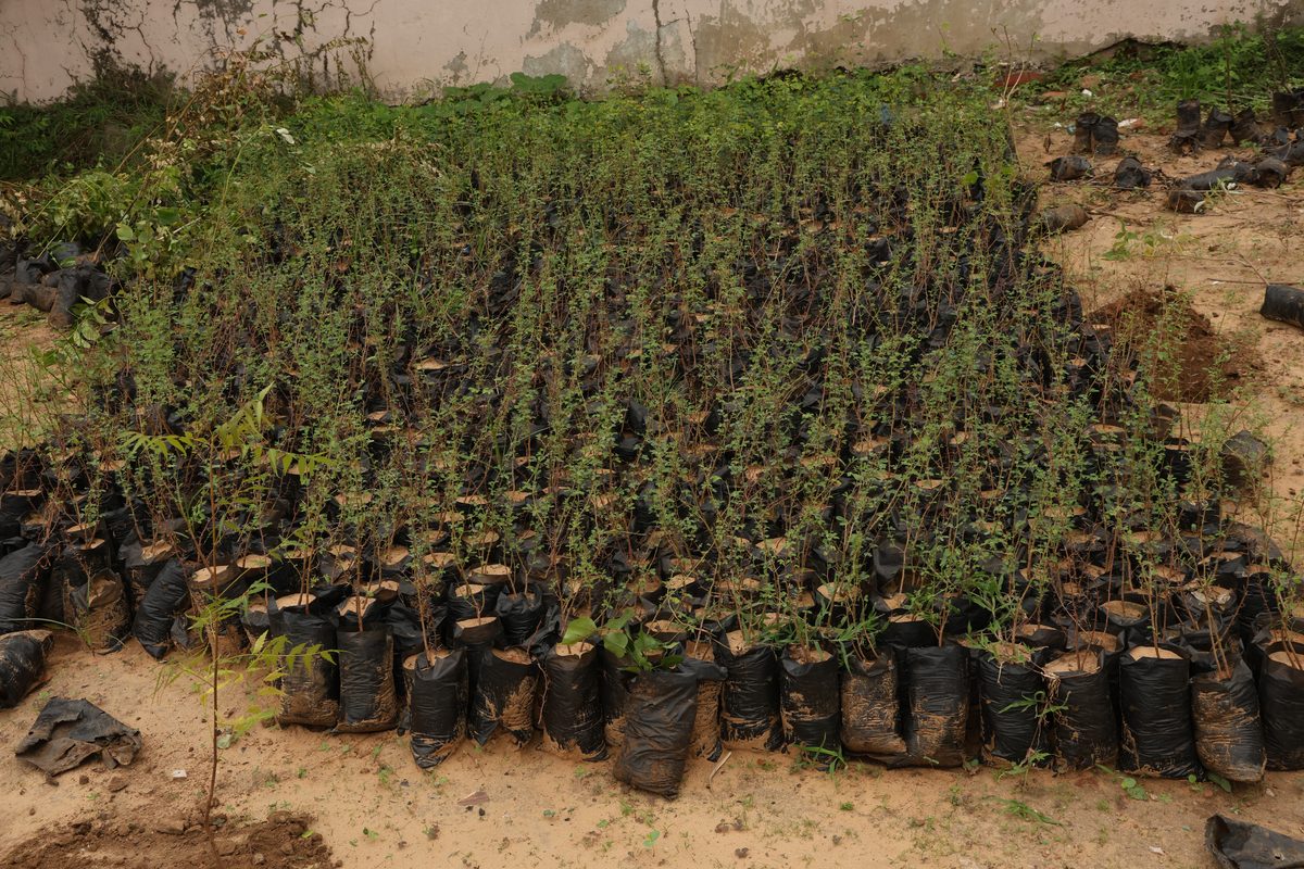 Native saplings in bags staged at the nursery for the Dantali plantation