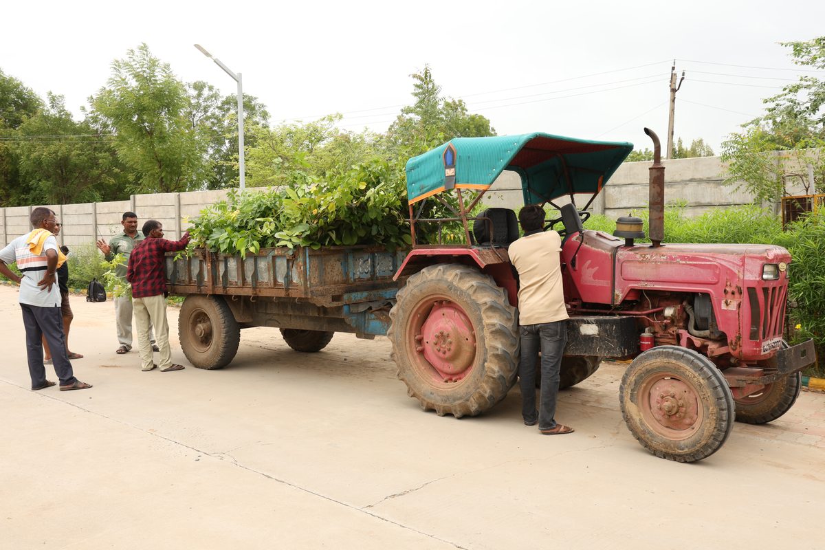 A tractor delivering saplings to the Dantali site