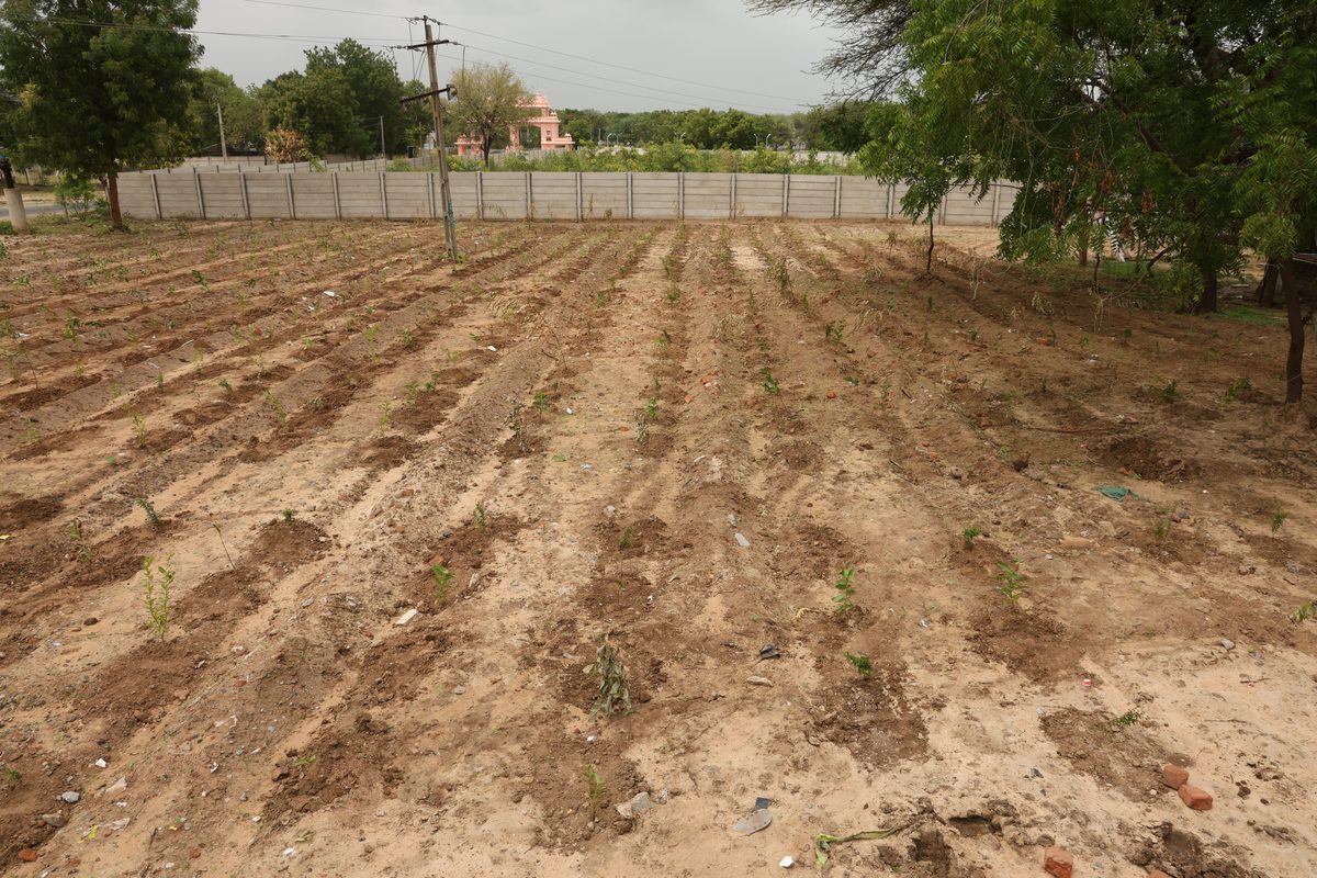 Saplings planted along graded rows on the prepared Dantali land