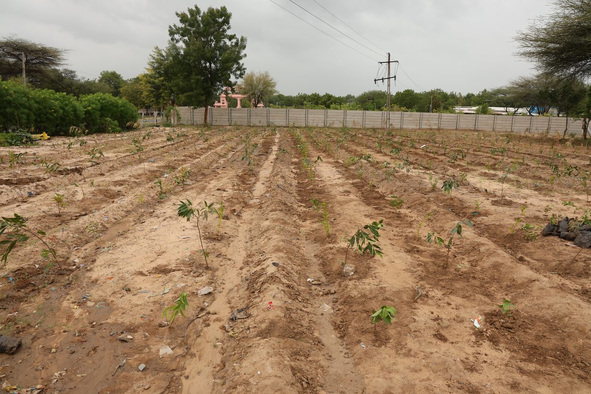 Graded planting beds worked into rows across the Dantali site