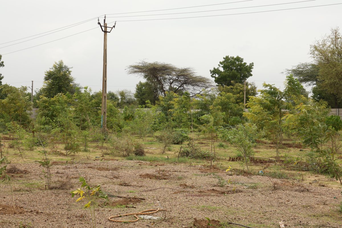 Green cover establishing across the reclaimed Dantali plantation
