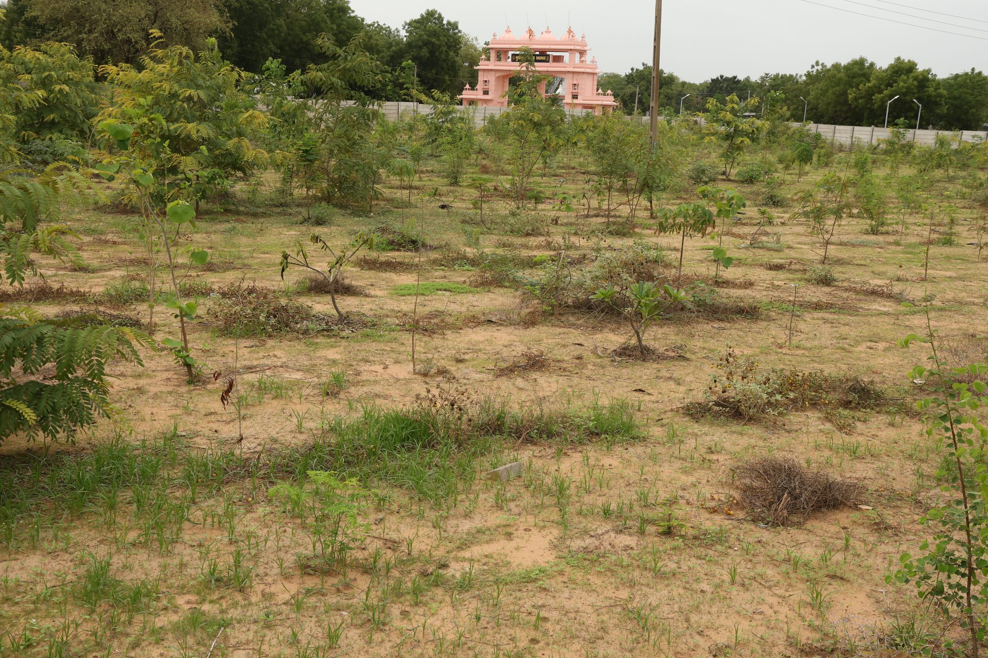 The reclaimed Dantali site, now a dense green plantation of native trees and shrubs