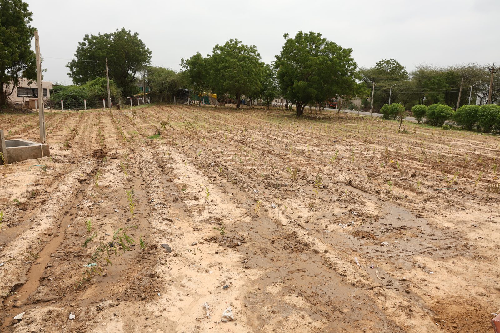 The reclaimed Dantali land, levelled and worked into planting rows within the boundary wall