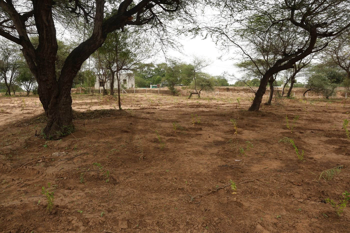 Mature Desi Babool (Acacia) grove preserved across the Jaspur site