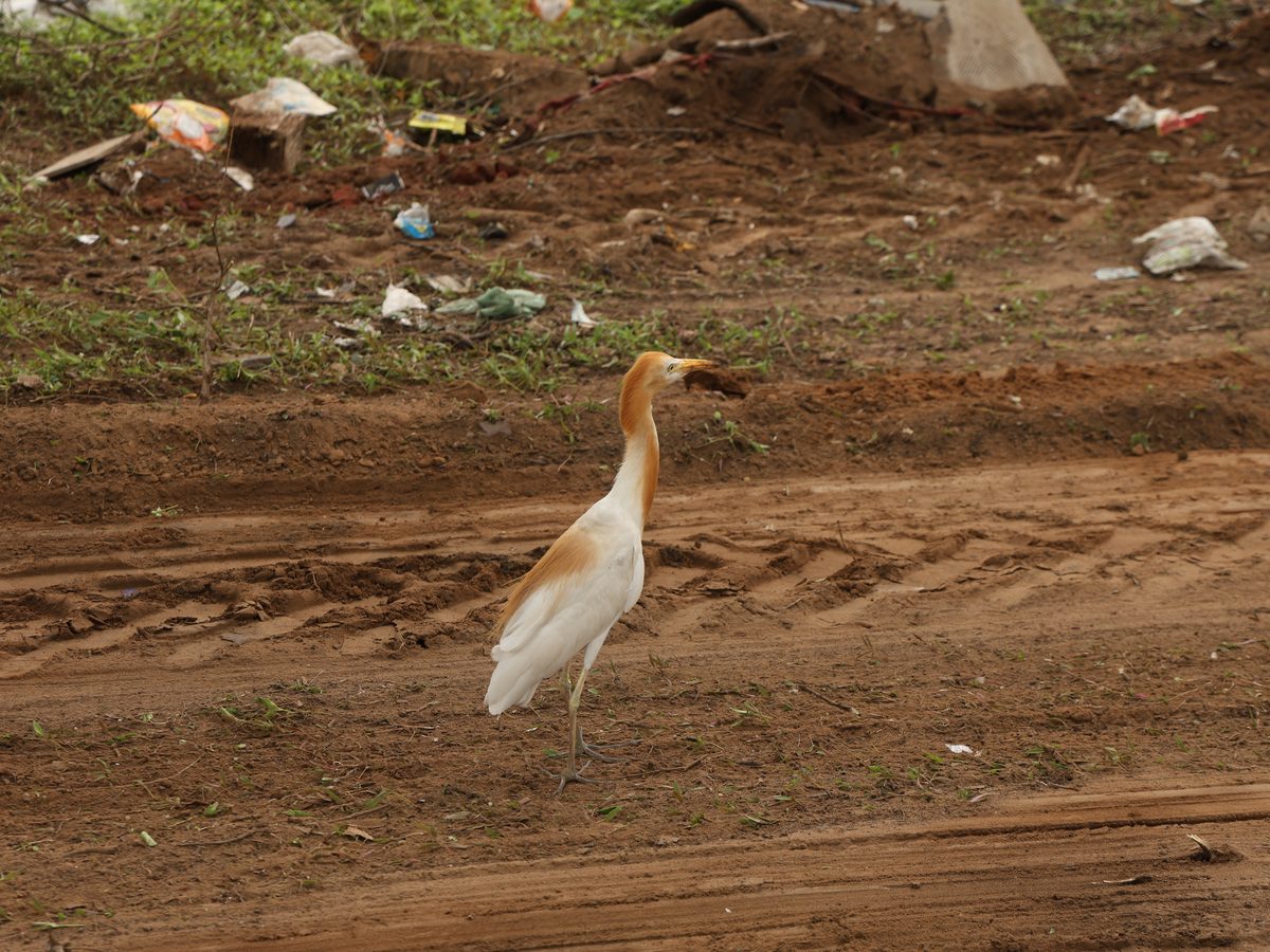 Egrets foraging on the freshly worked soil at Jaspur, an early sign of returning biodiversity