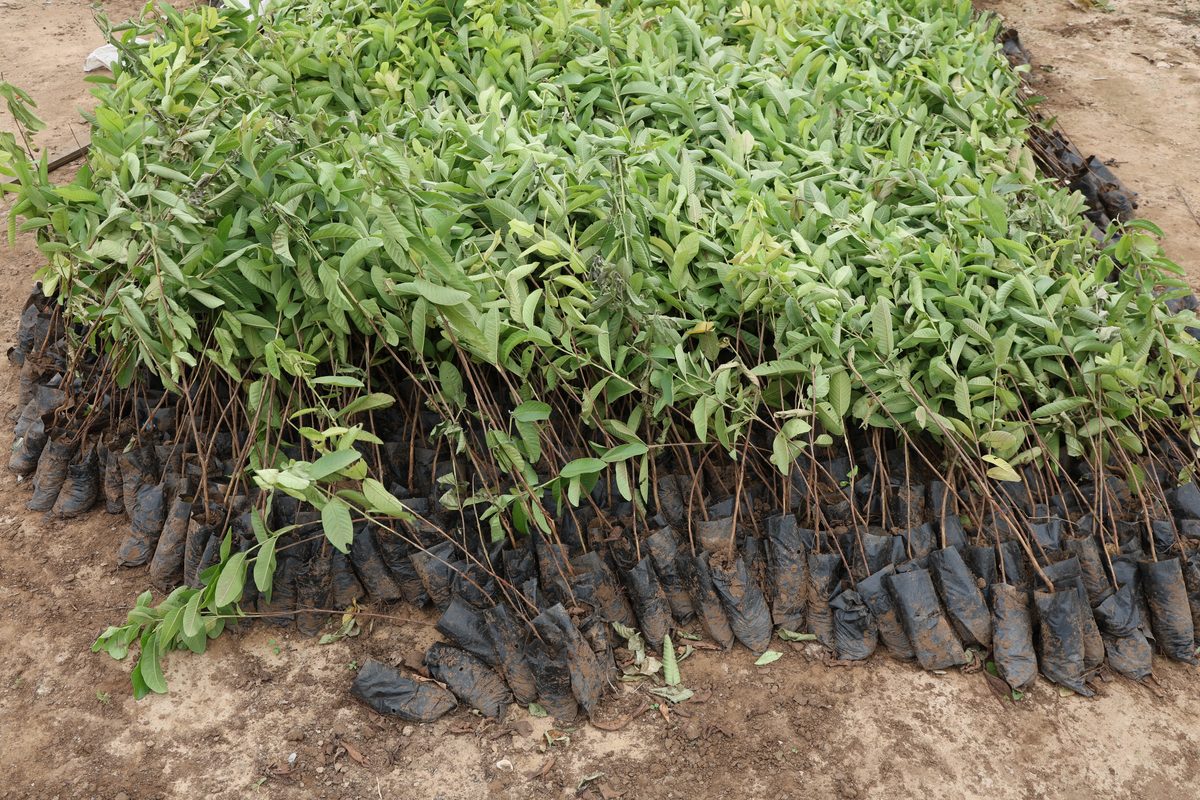 Native saplings staged in bags at the Jaspur nursery, ready for planting