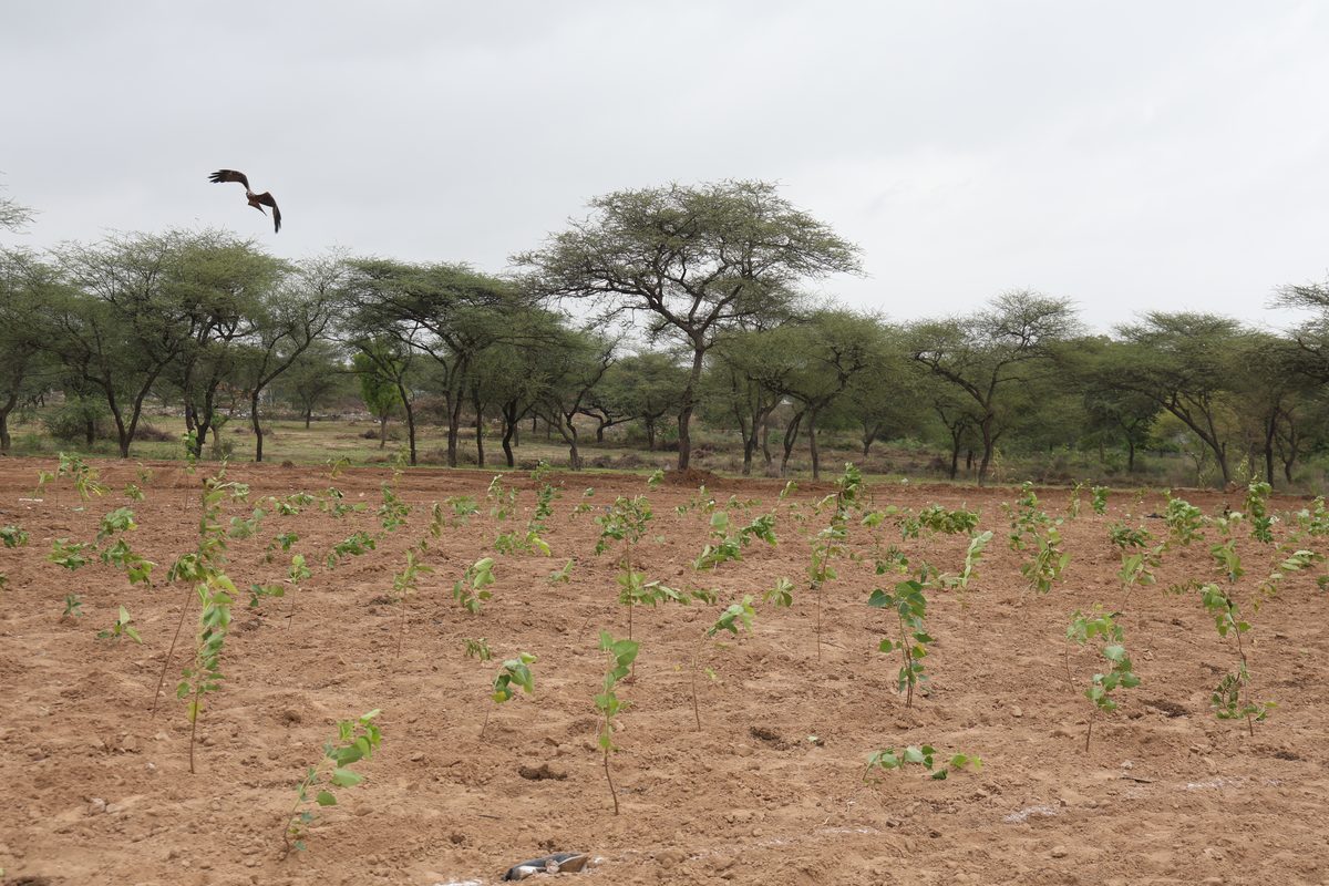 Young native saplings planted in rows across the cleared Jaspur site
