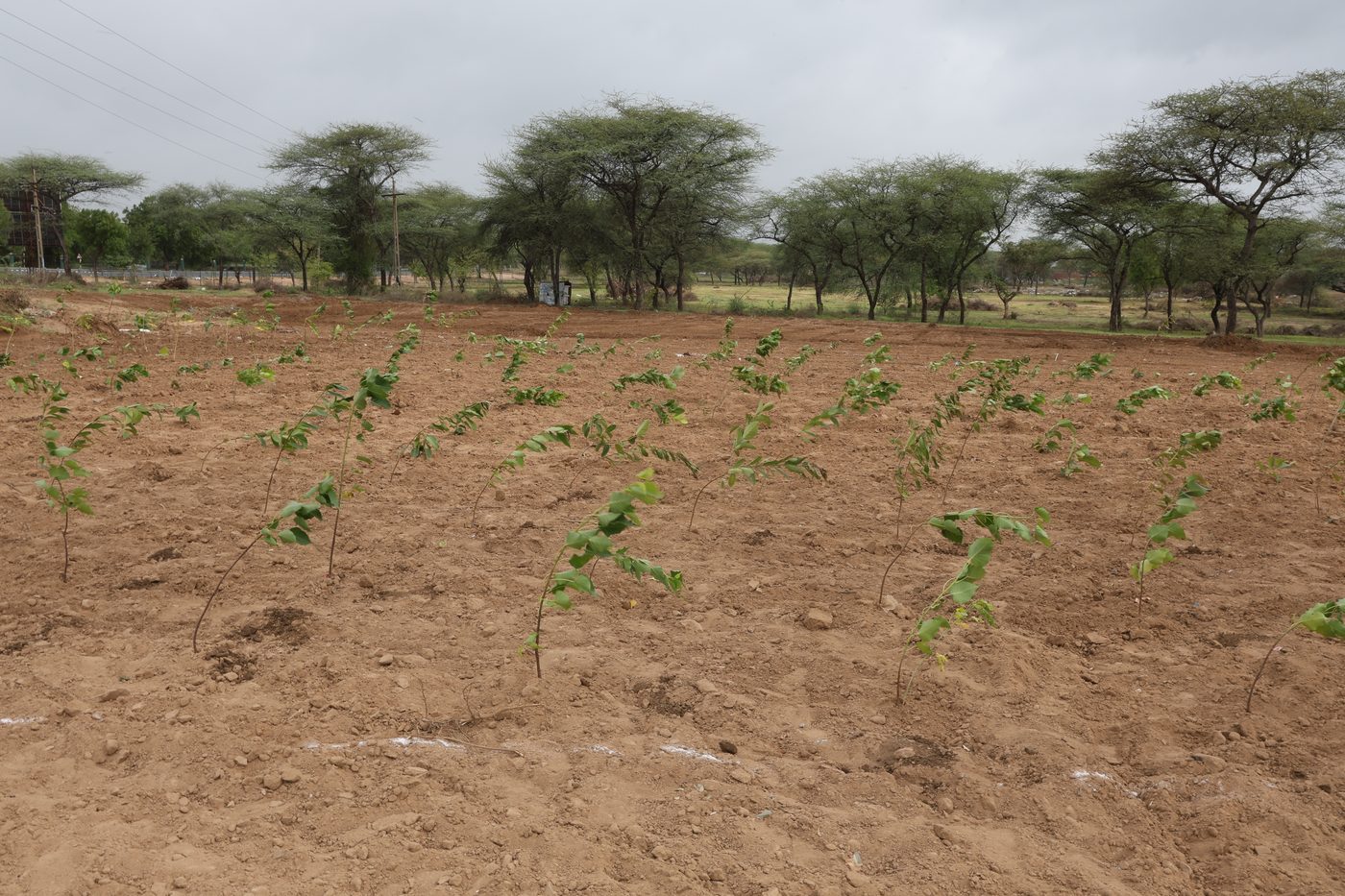 The Jaspur Oxygen Park site with young native saplings across the plantation
