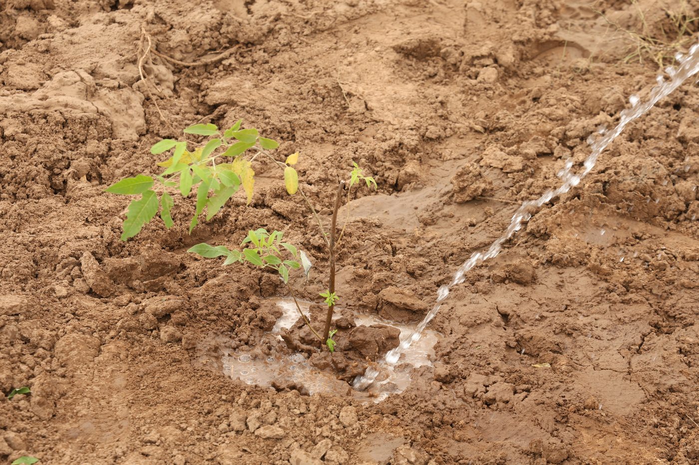 Harvested water flowing through a slope-following trench to a young sapling at Jaspur