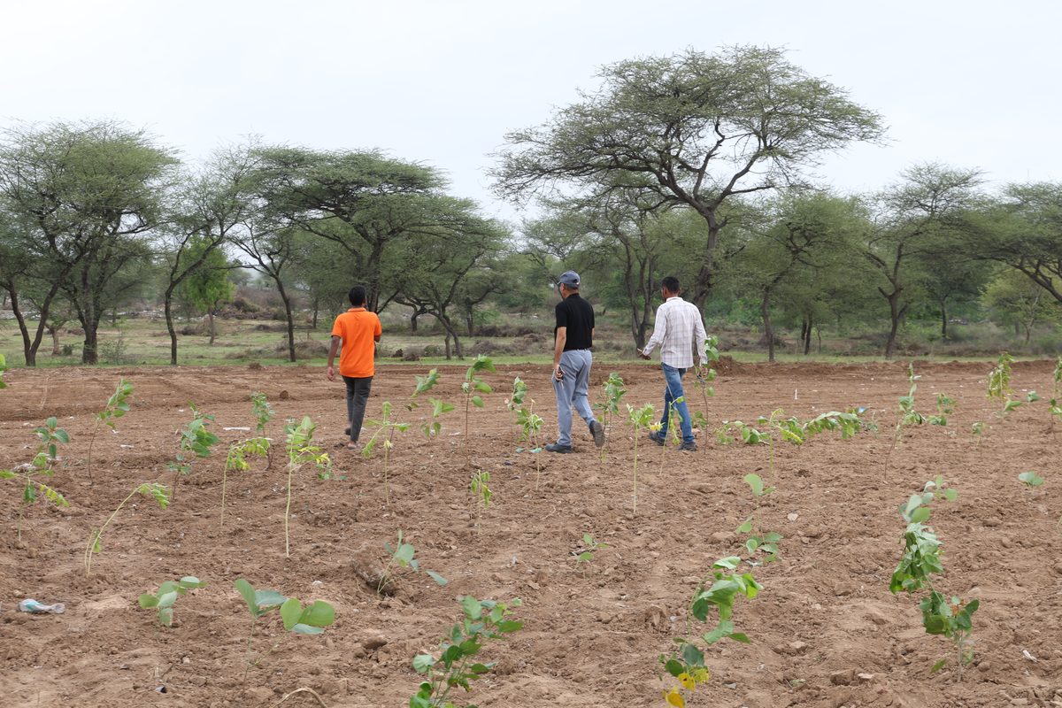 The team walking the young plantation across the Jaspur site