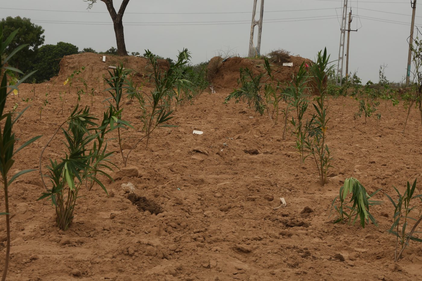 Reddish sandy soil worked up along the Jaspur planting beds, with young saplings establishing