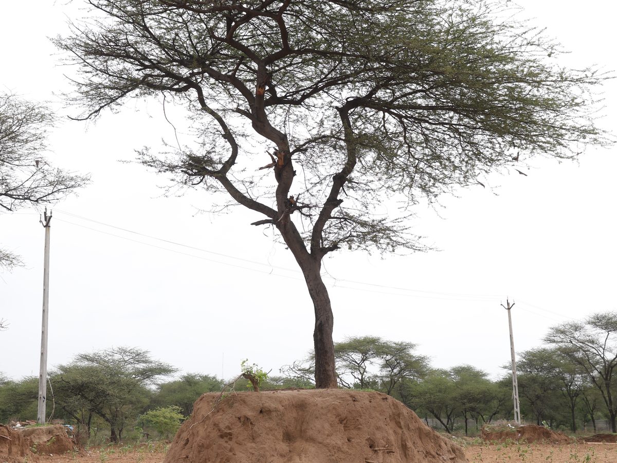 A mature native tree preserved on a raised earth mound at Lapkaman