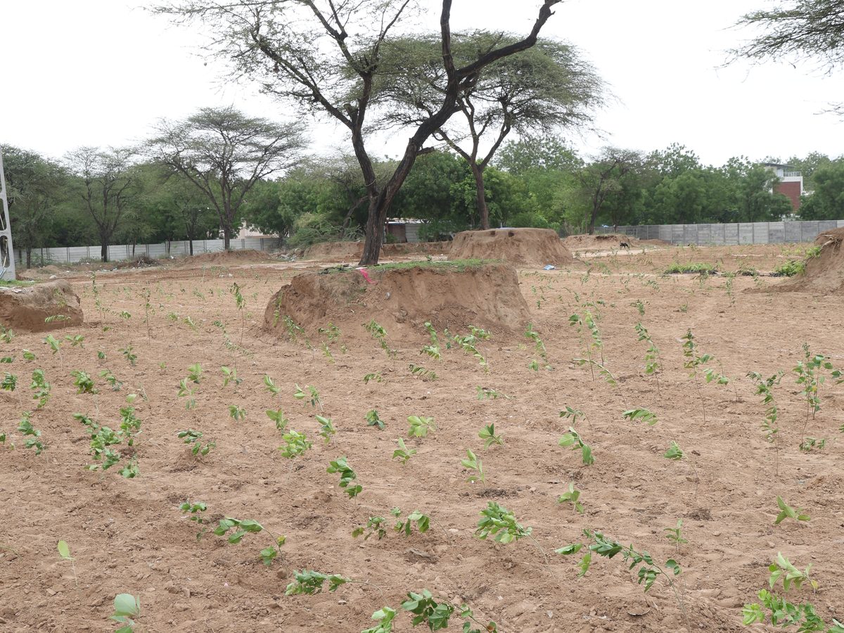 Young native saplings establishing across the graded Lapkaman land