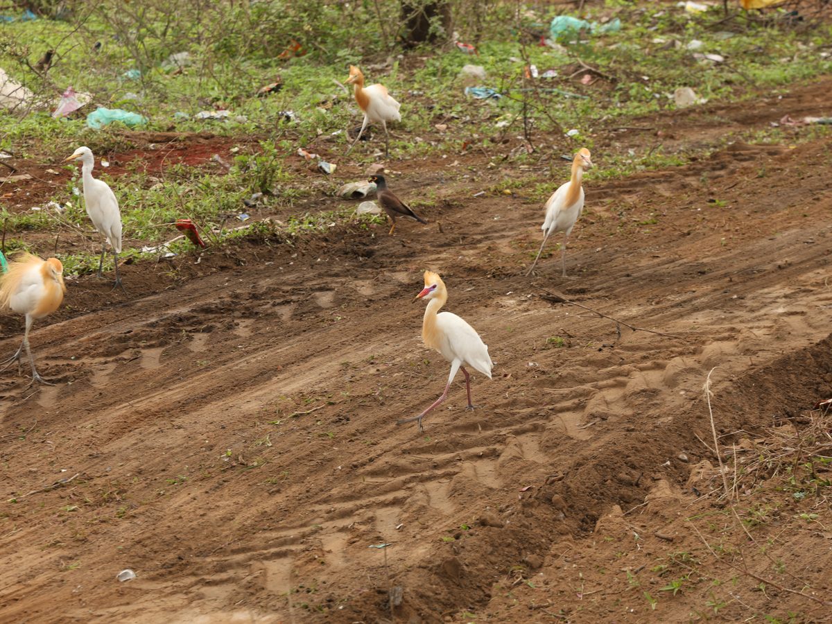 Cattle egrets foraging on the freshly worked soil at Lapkaman, an early sign of returning biodiversity